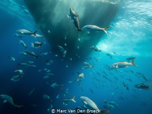 under the nautilius by Marc Van Den Broeck 